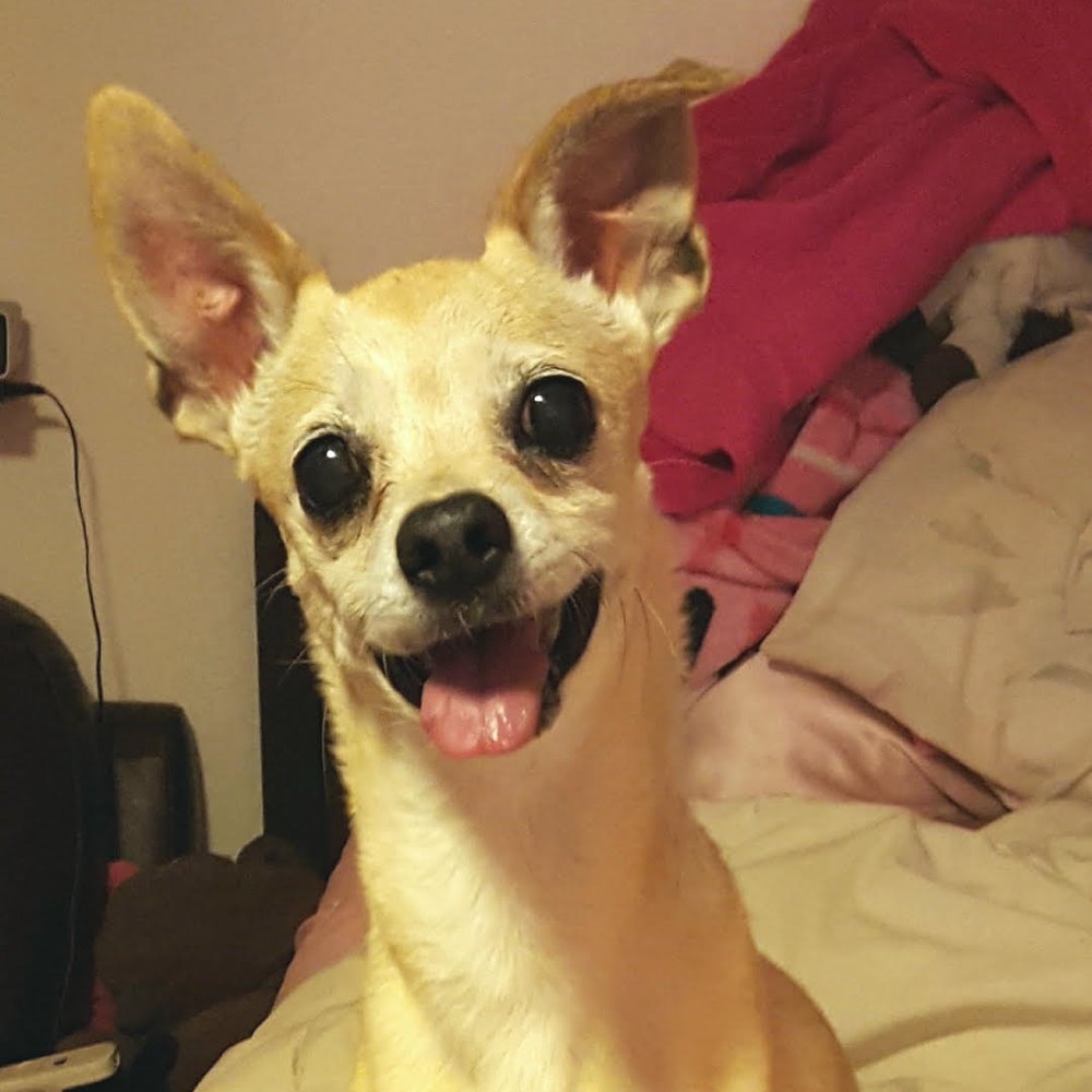 Biscuit's photo